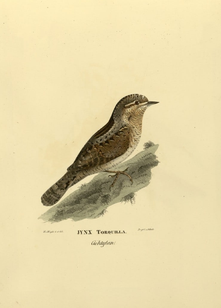 M. von Wright - Folio lithograph of Wryneck 1924: This hand-coloured lithograph is from Svenska f?glar efter naturen och p? sten ritade (Swedish birds after nature and drawn on stone) by Magnus, Wilhelm and Ferdinand von Wright. Published by Stockhol
