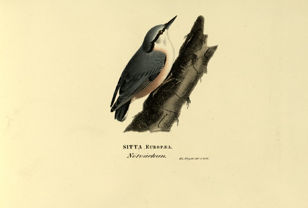 M. von Wright - Folio lithograph of Common Nuthatch 1924: This hand-coloured lithograph is from Svenska f?glar efter naturen och p? sten ritade (Swedish birds after nature and drawn on stone) by Magnus, Wilhelm and Ferdinand von Wright. Published by Stockhol