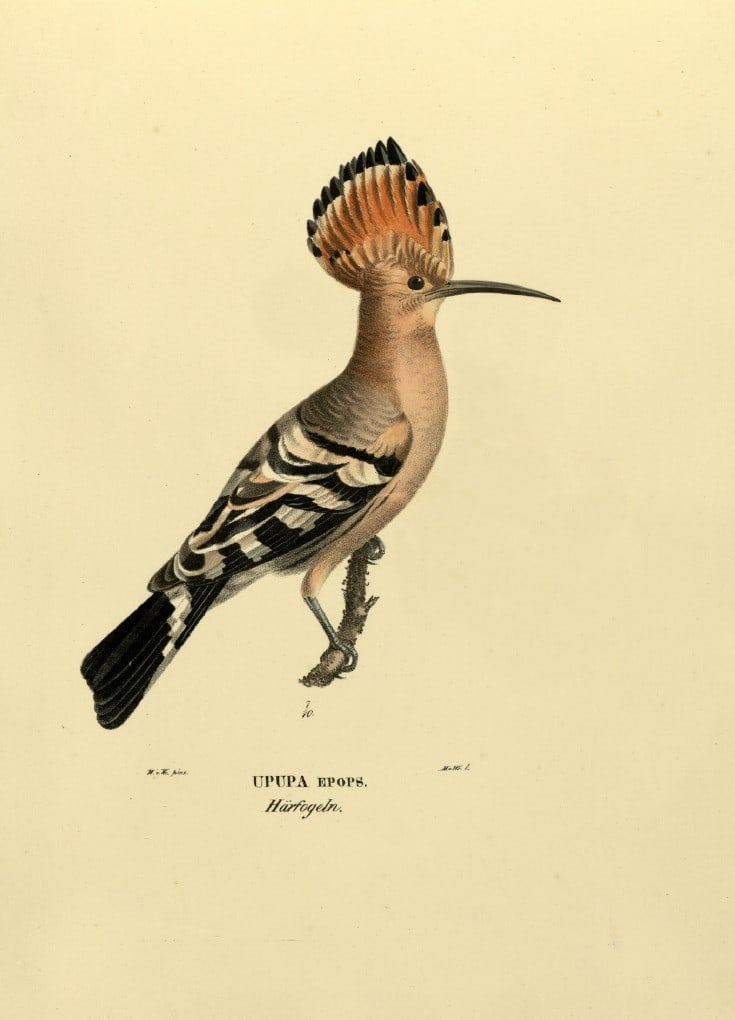 M. von Wright - Folio lithograph of Hoopoe 1924: This hand-coloured lithograph is from Svenska f?glar efter naturen och p? sten ritade (Swedish birds after nature and drawn on stone) by Magnus, Wilhelm and Ferdinand von Wright. Published by Stockhol