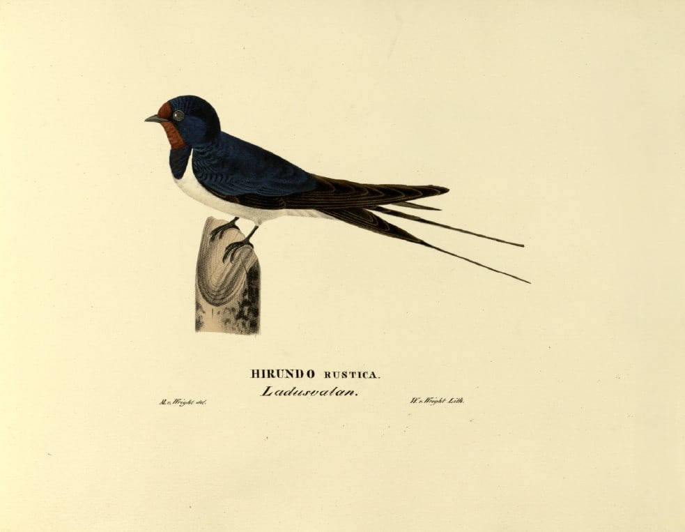 M. von Wright - Folio lithograph of Swallow 1924: This hand-coloured lithograph is from Svenska f?glar efter naturen och p? sten ritade (Swedish birds after nature and drawn on stone) by Magnus, Wilhelm and Ferdinand von Wright. Published by Stockhol