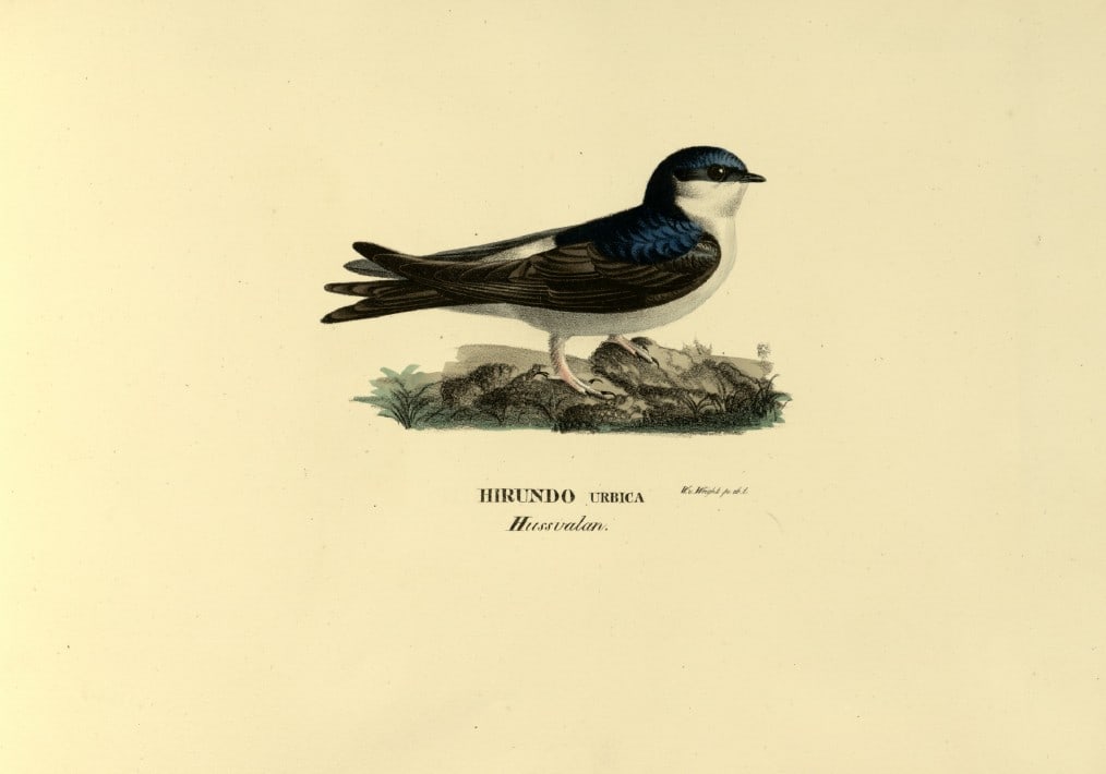 M. von Wright - Folio lithograph of Martin 1924: This hand-coloured lithograph is from Svenska f?glar efter naturen och p? sten ritade (Swedish birds after nature and drawn on stone) by Magnus, Wilhelm and Ferdinand von Wright. Published by Stockhol