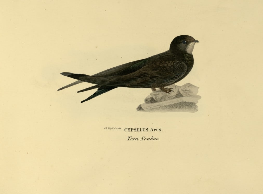 M. von Wright - Folio lithograph of Swift 1924: This hand-coloured lithograph is from Svenska f?glar efter naturen och p? sten ritade (Swedish birds after nature and drawn on stone) by Magnus, Wilhelm and Ferdinand von Wright. Published by Stockhol