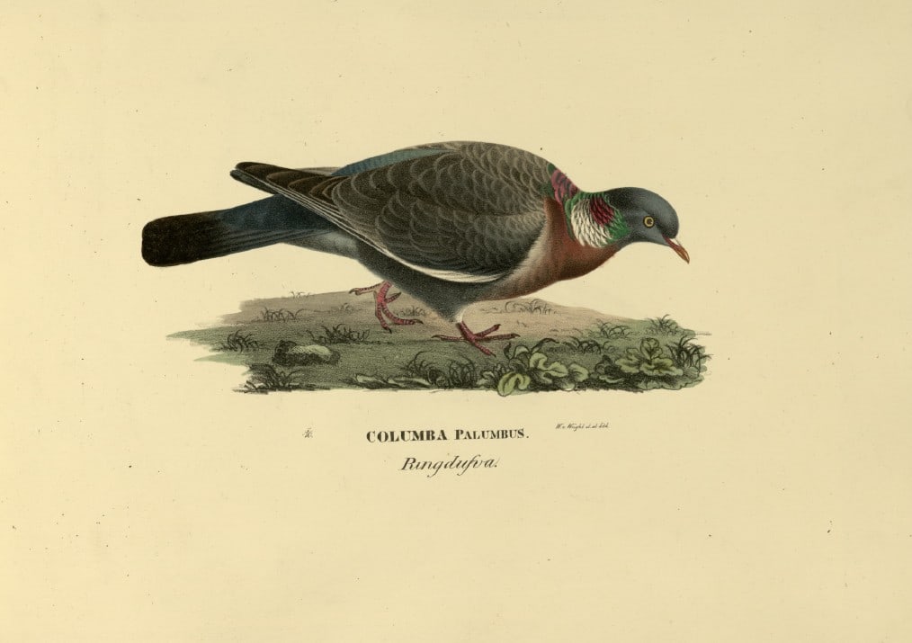 M. von Wright - Folio lithograph of Wood Pigeon 1924: This hand-coloured lithograph is from Svenska f?glar efter naturen och p? sten ritade (Swedish birds after nature and drawn on stone) by Magnus, Wilhelm and Ferdinand von Wright. Published by Stockhol