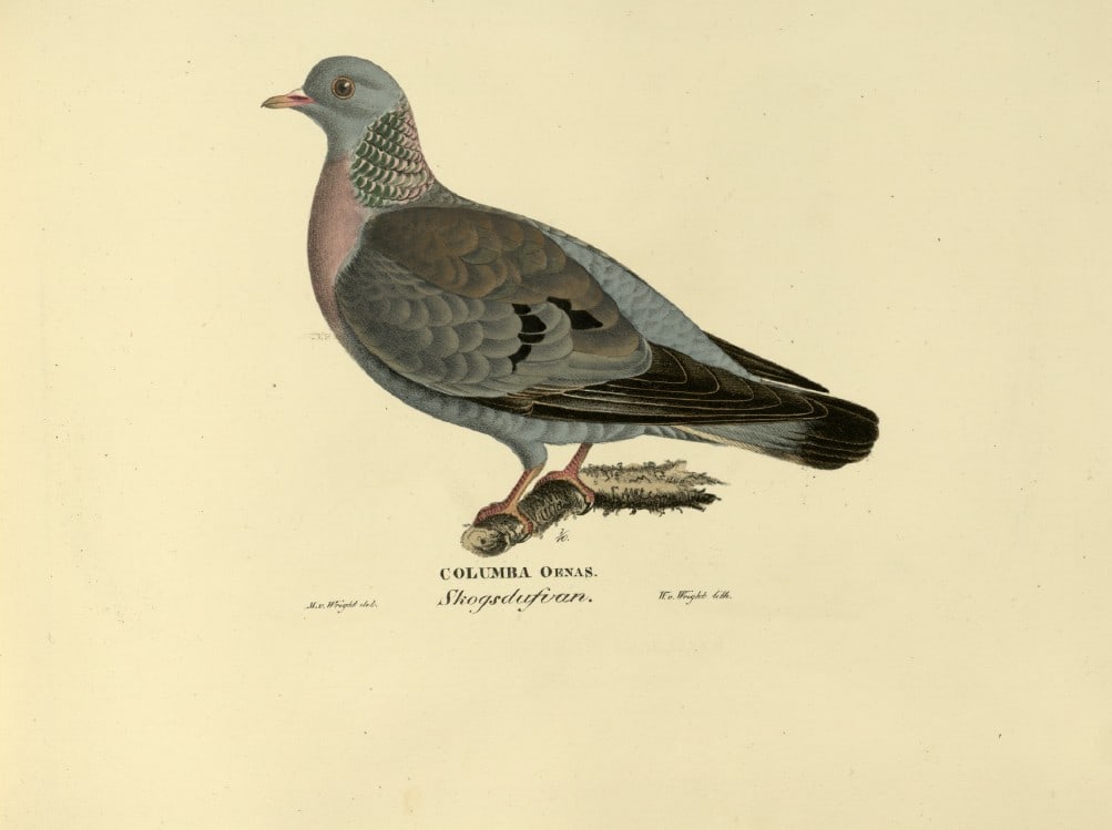 M. von Wright - Folio lithograph of Stock-Dove 1924 (1 of 1)