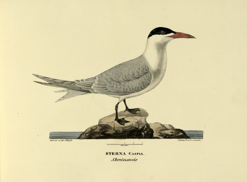 M. von Wright - Folio lithograph of Caspian Tern 1924: This hand-coloured lithograph is from Svenska f?glar efter naturen och p? sten ritade (Swedish birds after nature and drawn on stone) by Magnus, Wilhelm and Ferdinand von Wright. Published by Stockhol
