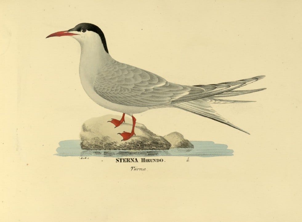 M. von Wright - Folio lithograph of Common Tern 1924: This hand-coloured lithograph is from Svenska f?glar efter naturen och p? sten ritade (Swedish birds after nature and drawn on stone) by Magnus, Wilhelm and Ferdinand von Wright. Published by Stockhol