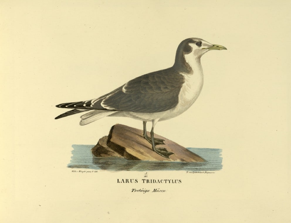 M. von Wright - Folio lithograph of Kittiwake 1924: This hand-coloured lithograph is from Svenska f?glar efter naturen och p? sten ritade (Swedish birds after nature and drawn on stone) by Magnus, Wilhelm and Ferdinand von Wright. Published by Stockhol