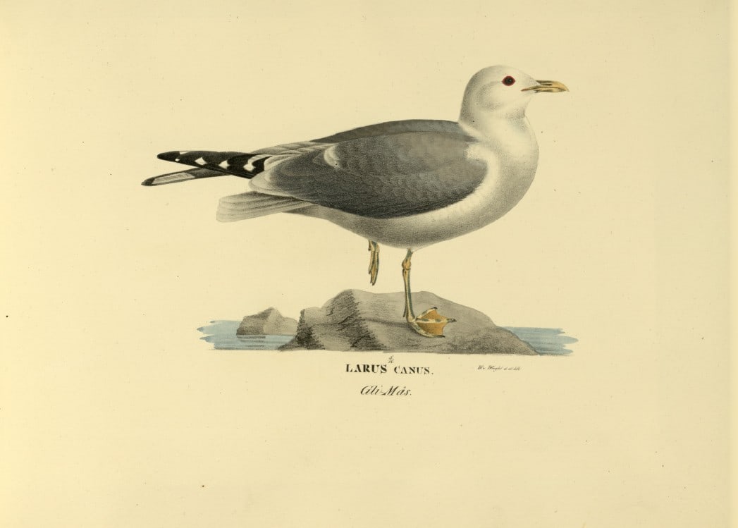 M. von Wright - Folio lithograph of Common Gull 1924: This hand-coloured lithograph is from Svenska f?glar efter naturen och p? sten ritade (Swedish birds after nature and drawn on stone) by Magnus, Wilhelm and Ferdinand von Wright. Published by Stockhol