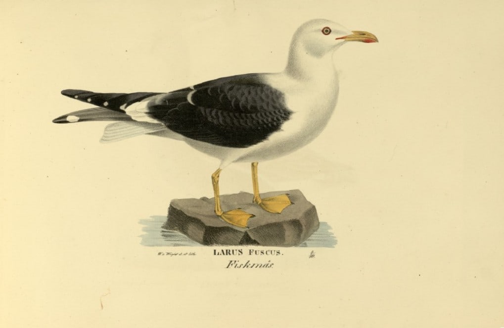 M. von Wright - Folio lithograph of Lesser Black-backed Gull 1924 (1 of 1)
