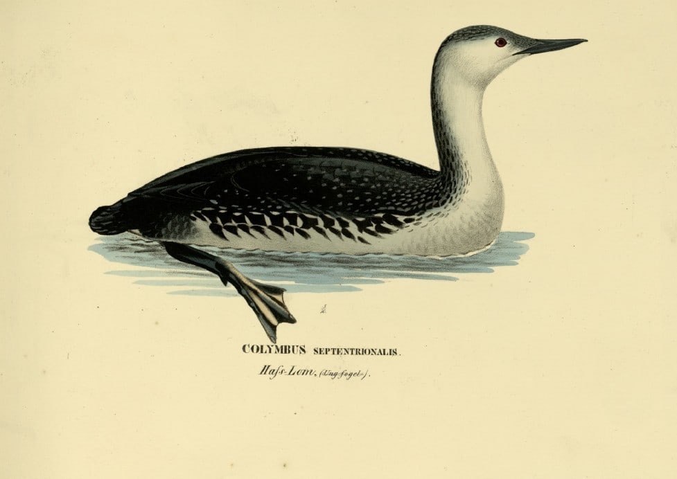 M. von Wright - Folio lithograph of Red-throated Diver 1924 (1 of 1)