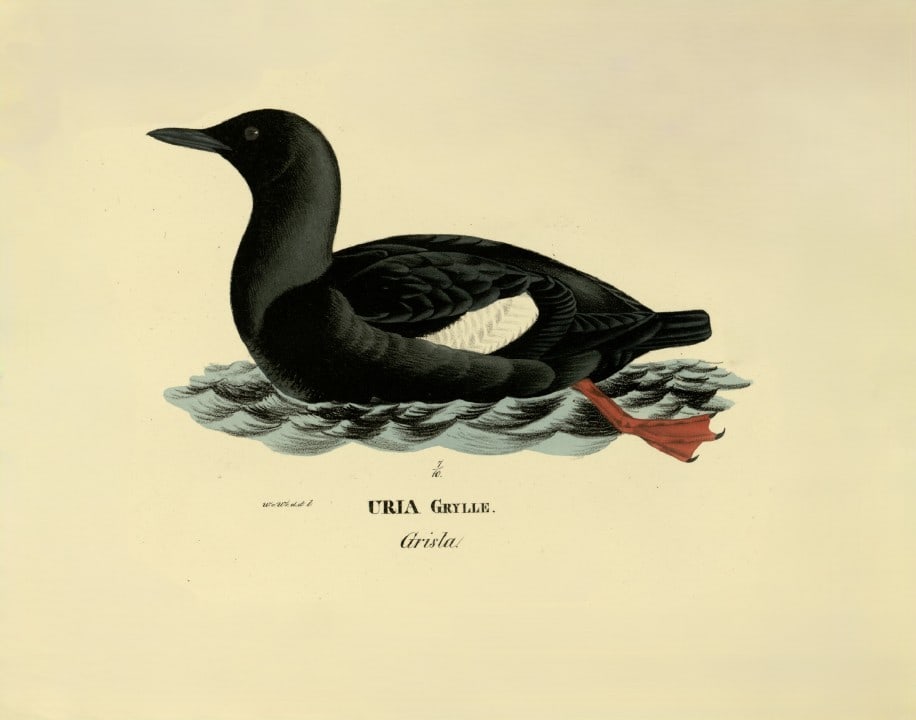 M. von Wright - Folio lithograph of Black Guillemot 1924 (1 of 1)