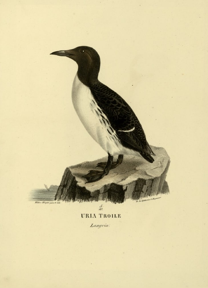 M. von Wright - Folio lithograph of Common Guillemot 1924: This hand-coloured lithograph is from Svenska f?glar efter naturen och p? sten ritade (Swedish birds after nature and drawn on stone) by Magnus, Wilhelm and Ferdinand von Wright. Published by Stockhol