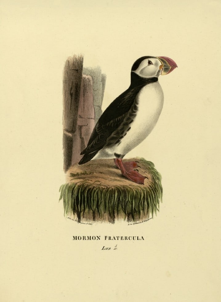 M. von Wright - Folio lithograph of Puffin 1924 (1 of 1)