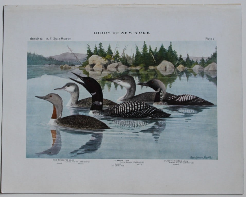 L Agassiz Fuertes - Chromolithograph of Loon varieties from Birds of New York 1910: This original antique chromolithograph is by Louis Agassiz Fuertes for The Forest, Fish and Game Commission, Albany, New York 1910.Size: approximately 9.5in x 12in