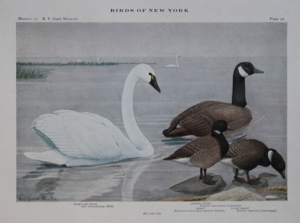 L Agassiz Fuertes - Chromolithograph of Swan and Canada Goose from Birds of New York 1910: This original antique chromolithograph is by Louis Agassiz Fuertes for The Forest, Fish and Game Commission, Albany, New York 1910.Size: approximately 9.5in x 12in
