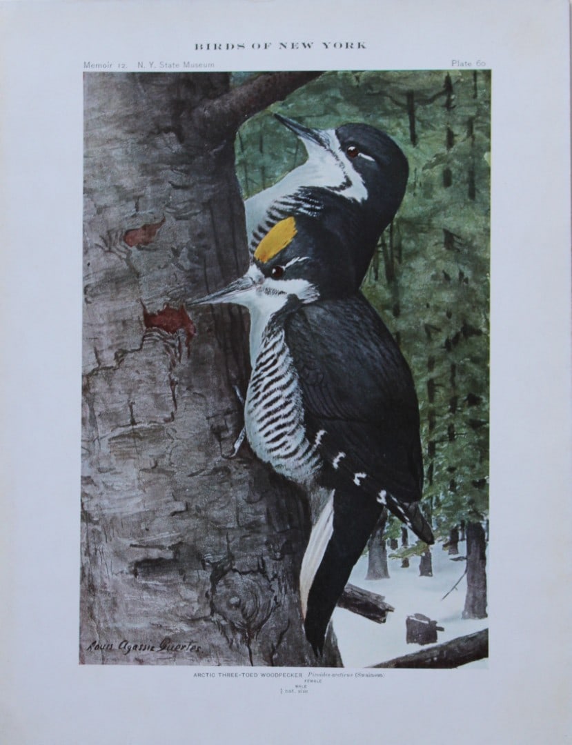 L Agassiz Fuertes - Chromolithograph of Arctic Three-toed Woodpecker from Birds of New York 1910: This original antique chromolithograph is by Louis Agassiz Fuertes for The Forest, Fish and Game Commission, Albany, New York 1910.Size: approximately 9.5in x 12in