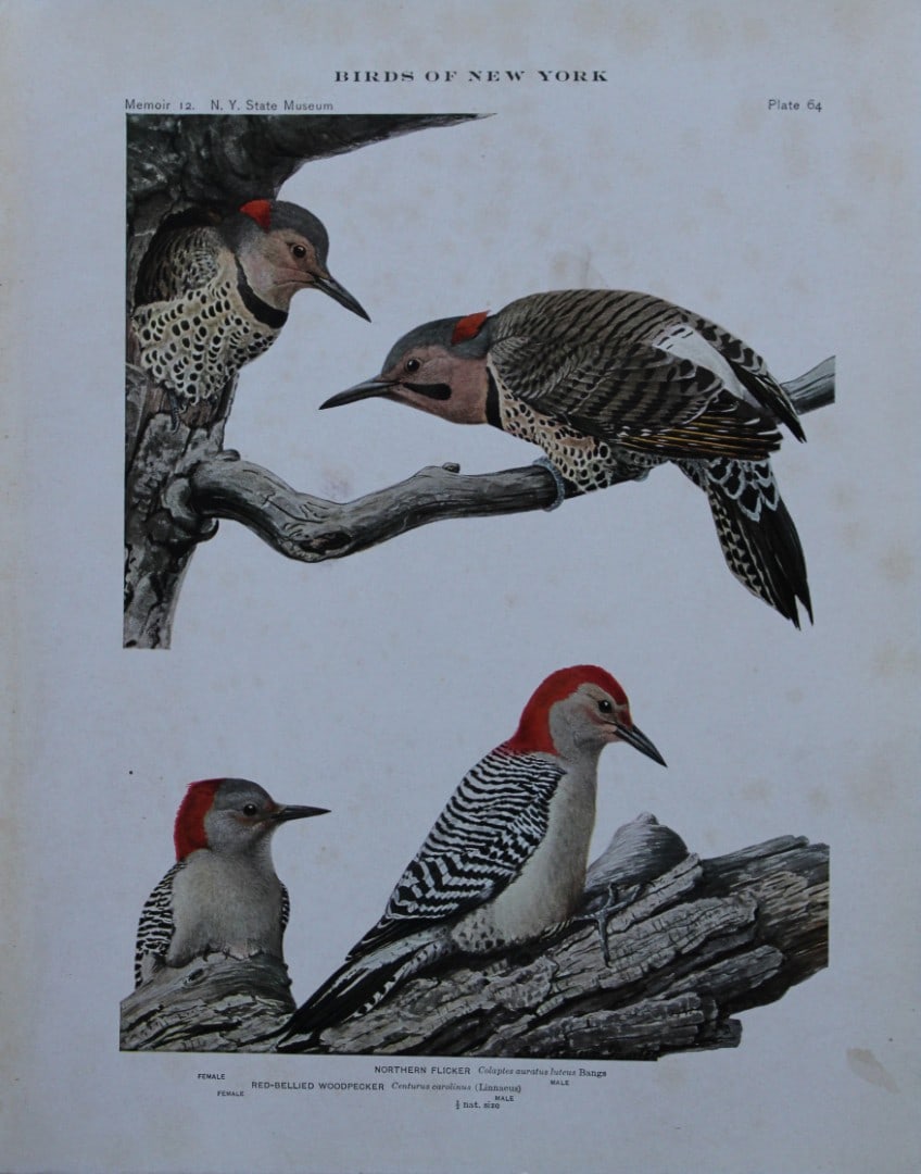 L Agassiz Fuertes - Chromolithograph of Northern Flicker from Birds of New York 1910: This original antique chromolithograph is by Louis Agassiz Fuertes for The Forest, Fish and Game Commission, Albany, New York 1910.Size: approximately 9.5in x 12in