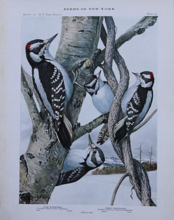 L Agassiz Fuertes - Chromolithograph of Hairy and Downy Woodpeckers from Birds of New York 1910: This original antique chromolithograph is by Louis Agassiz Fuertes for The Forest, Fish and Game Commission, Albany, New York 1910.Size: approximately 9.5in x 12in