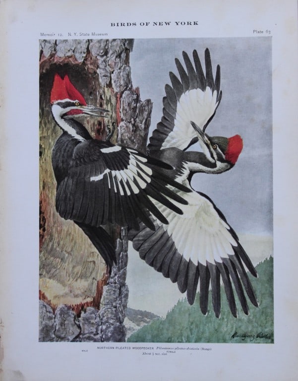 L Agassiz Fuertes - Chromolithograph of Northern Pileated Woodpecker from Birds of New York 1910 (1 of 1)