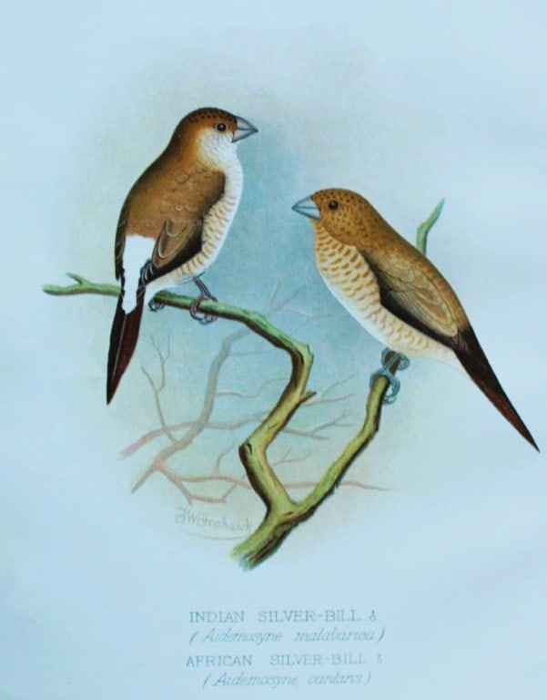 FW Frohawk - Antique print of foreign finches 1899: This chromolithographic plate was drawn by Frederick W Frohawk and is from Foreign Finches in Captivity by Arthur G Butler, published by Brumby and Clarke Ltd, 1899. Size: 10.5in x 7in (27cm x 18cm)