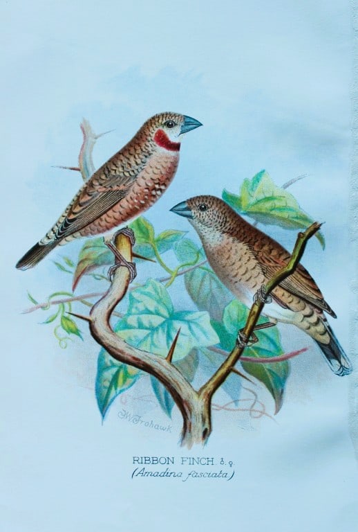 FW Frohawk - Antique print of foreign finches 1899: This chromolithographic plate was drawn by Frederick W Frohawk and is from Foreign Finches in Captivity by Arthur G Butler, published by Brumby and Clarke Ltd, 1899. Size: 10.5in x 7in (27cm x 18cm)