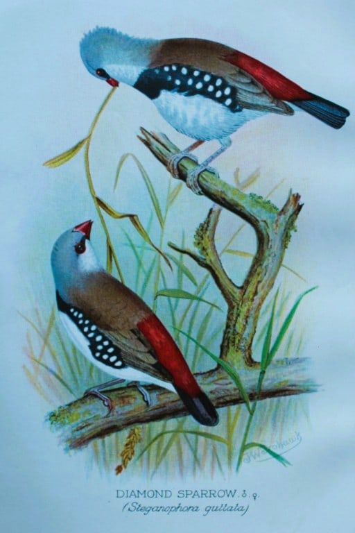 FW Frohawk - Antique print of foreign finches 1899: This chromolithographic plate was drawn by Frederick W Frohawk and is from Foreign Finches in Captivity by Arthur G Butler, published by Brumby and Clarke Ltd, 1899. Size: 10.5in x 7in (27cm x 18cm)