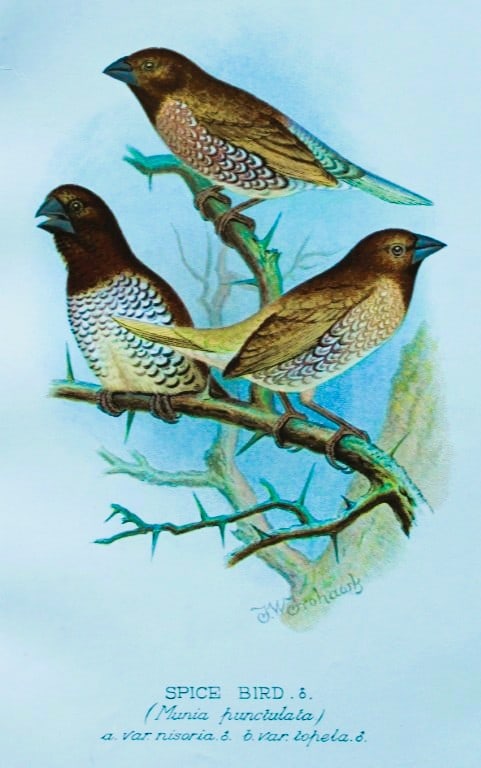 FW Frohawk - Antique print of foreign finches 1899: This chromolithographic plate was drawn by Frederick W Frohawk and is from Foreign Finches in Captivity by Arthur G Butler, published by Brumby and Clarke Ltd, 1899. Size: 10.5in x 7in (27cm x 18cm)