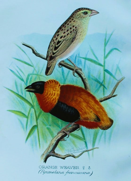 FW Frohawk - Antique print of foreign finches 1899: This chromolithographic plate was drawn by Frederick W Frohawk and is from Foreign Finches in Captivity by Arthur G Butler, published by Brumby and Clarke Ltd, 1899. Size: 10.5in x 7in (27cm x 18cm)