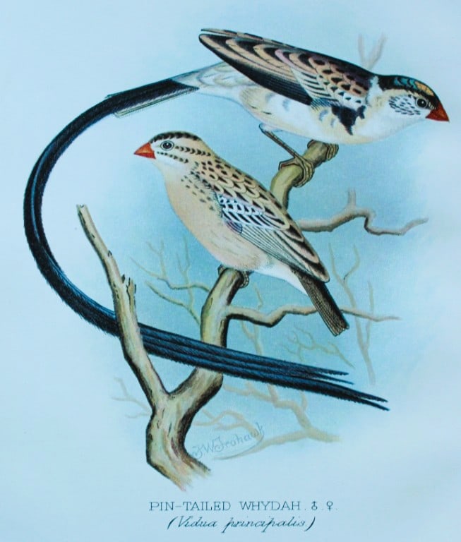 FW Frohawk - Antique print of foreign finches 1899: This chromolithographic plate was drawn by Frederick W Frohawk and is from Foreign Finches in Captivity by Arthur G Butler, published by Brumby and Clarke Ltd, 1899. Size: 10.5in x 7in (27cm x 18cm)