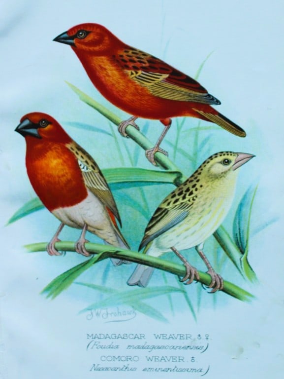 FW Frohawk - Antique print of foreign finches 1899: This chromolithographic plate was drawn by Frederick W Frohawk and is from Foreign Finches in Captivity by Arthur G Butler, published by Brumby and Clarke Ltd, 1899. Size: 10.5in x 7in (27cm x 18cm)