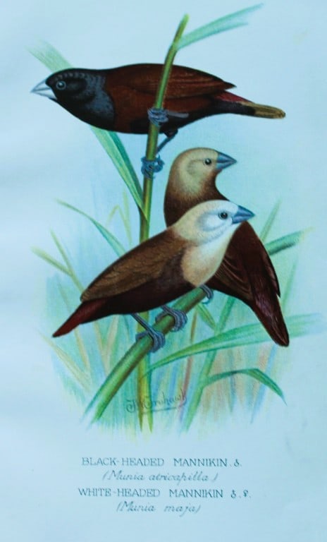 FW Frohawk - Antique print of foreign finches 1899: This chromolithographic plate was drawn by Frederick W Frohawk and is from Foreign Finches in Captivity by Arthur G Butler, published by Brumby and Clarke Ltd, 1899. Size: 10.5in x 7in (27cm x 18cm)