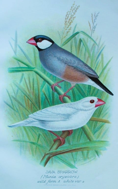 FW Frohawk - Antique print of foreign finches 1899: This chromolithographic plate was drawn by Frederick W Frohawk and is from Foreign Finches in Captivity by Arthur G Butler, published by Brumby and Clarke Ltd, 1899. Size: 10.5in x 7in (27cm x 18cm)