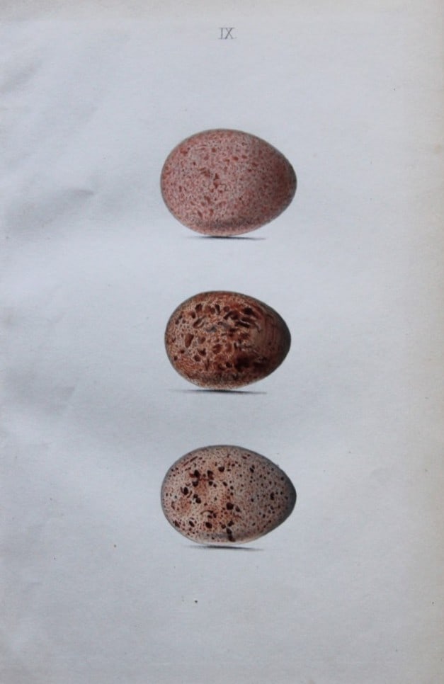 W Hewitson - Hand coloured engraving of Hobby and Red-footed Falcon eggs 1856: This hand-coloured engraving of bird eggs is from the Coloured Illustrations of the Eggs of British Birds accompanied with descriptions of the Eggs and Nests by William C Hewitson, published by Jan Va