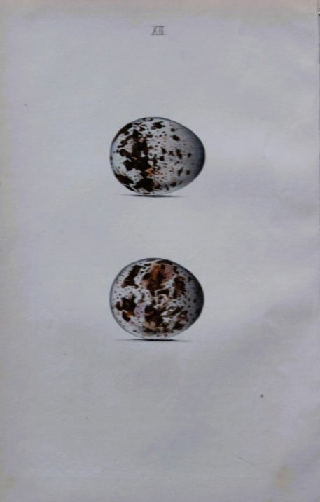 W Hewitson - Hand coloured engraving of Sparrow-hawk eggs 1856: This hand-coloured engraving of bird eggs is from the Coloured Illustrations of the Eggs of British Birds accompanied with descriptions of the Eggs and Nests by William C Hewitson, published by Jan Va
