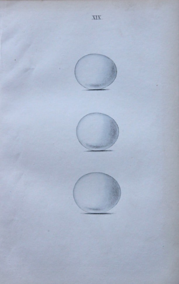W Hewitson - Hand coloured engraving of Scops Eared Owl, Tengmalm's Owl & Little Owl eggs 1856 (1 of 1)