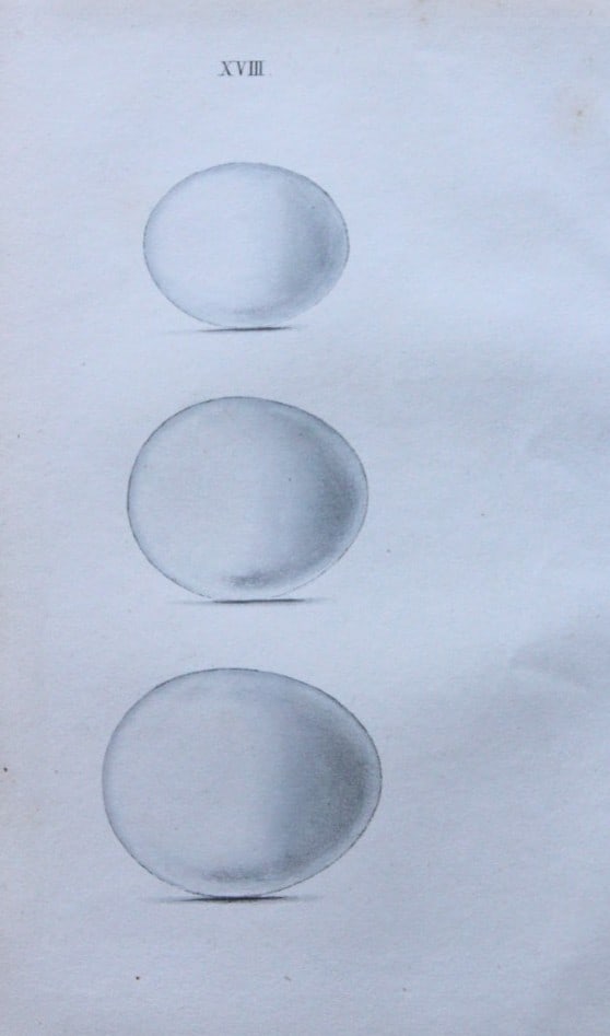 W Hewitson - Hand coloured engraving of Tawny Owl, Snowy Owl & Hawk Owl eggs 1856: This hand-coloured engraving of bird eggs is from the Coloured Illustrations of the Eggs of British Birds accompanied with descriptions of the Eggs and Nests by William C Hewitson, published by Jan Va