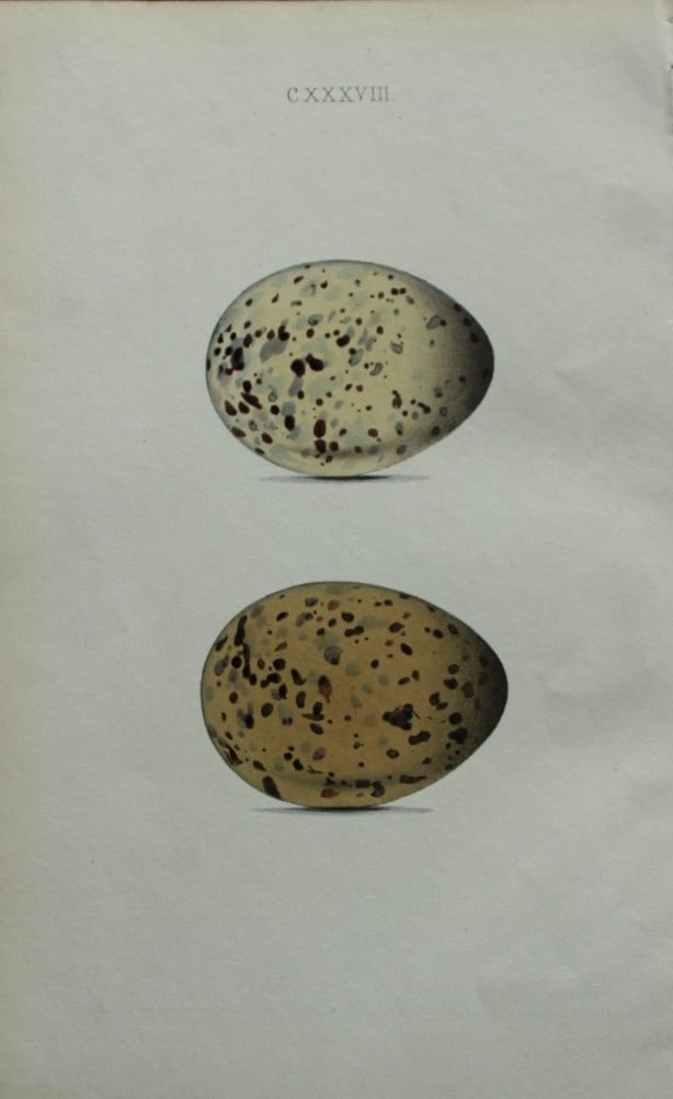 W Hewitson - Hand coloured engraving of Common Gull eggs 1856: This hand-coloured engraving of bird eggs is from the Coloured Illustrations of the Eggs of British Birds accompanied with descriptions of the Eggs and Nests by William C Hewitson, published by Jan Va