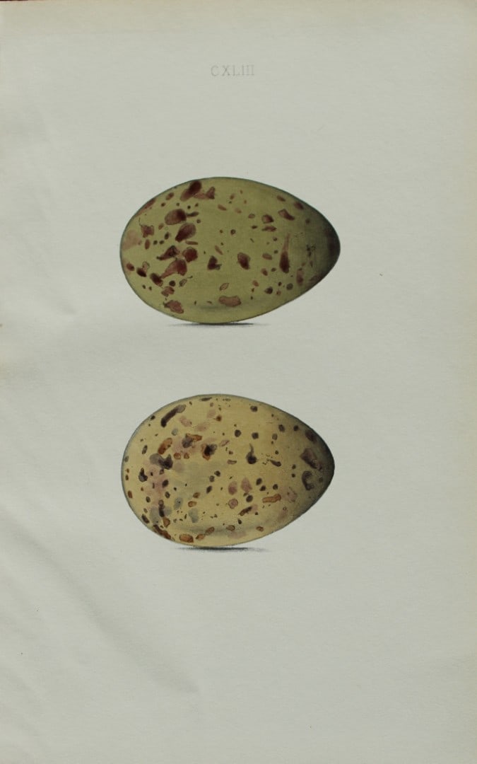 W Hewitson - Hand coloured engraving of Richardson's Arctic Gull eggs 1856: This hand-coloured engraving of bird eggs is from the Coloured Illustrations of the Eggs of British Birds accompanied with descriptions of the Eggs and Nests by William C Hewitson, published by Jan Va