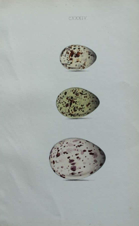 W Hewitson - Hand coloured engraving of Lesser Tern, Noddy Tern and Whiskered Tern eggs 1856: This hand-coloured engraving of bird eggs is from the Coloured Illustrations of the Eggs of British Birds accompanied with descriptions of the Eggs and Nests by William C Hewitson, published by Jan Va