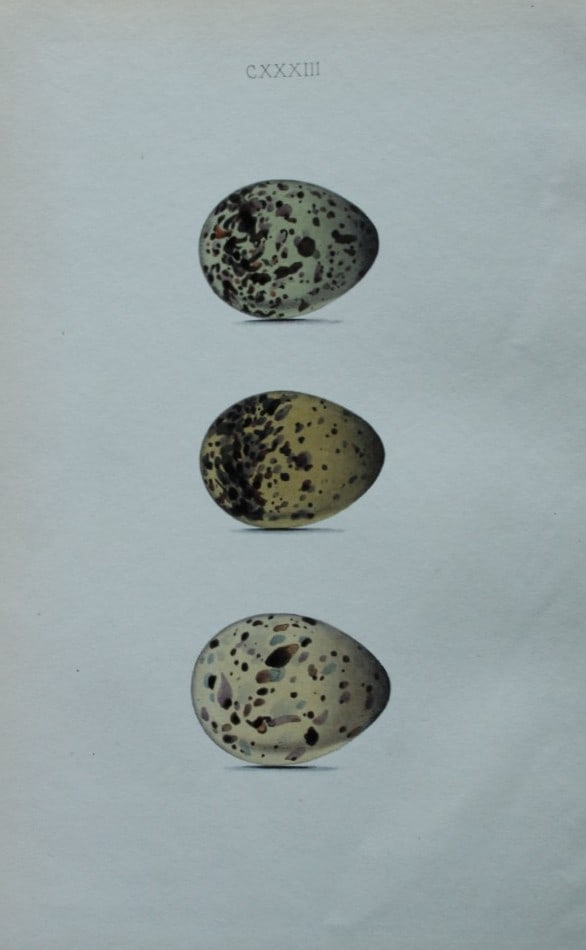 W Hewitson - Hand coloured engraving of Common Tern and Arctic Tern eggs 1856: This hand-coloured engraving of bird eggs is from the Coloured Illustrations of the Eggs of British Birds accompanied with descriptions of the Eggs and Nests by William C Hewitson, published by Jan Va