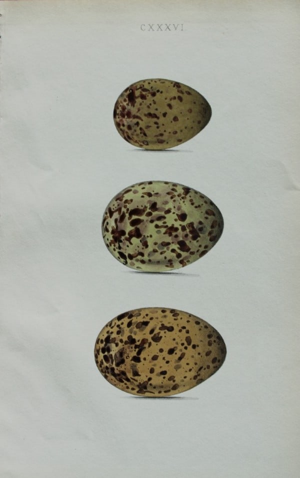 W Hewitson - Hand coloured engraving of Little Gull and Black-headed Gull eggs 1856 (1 of 1)