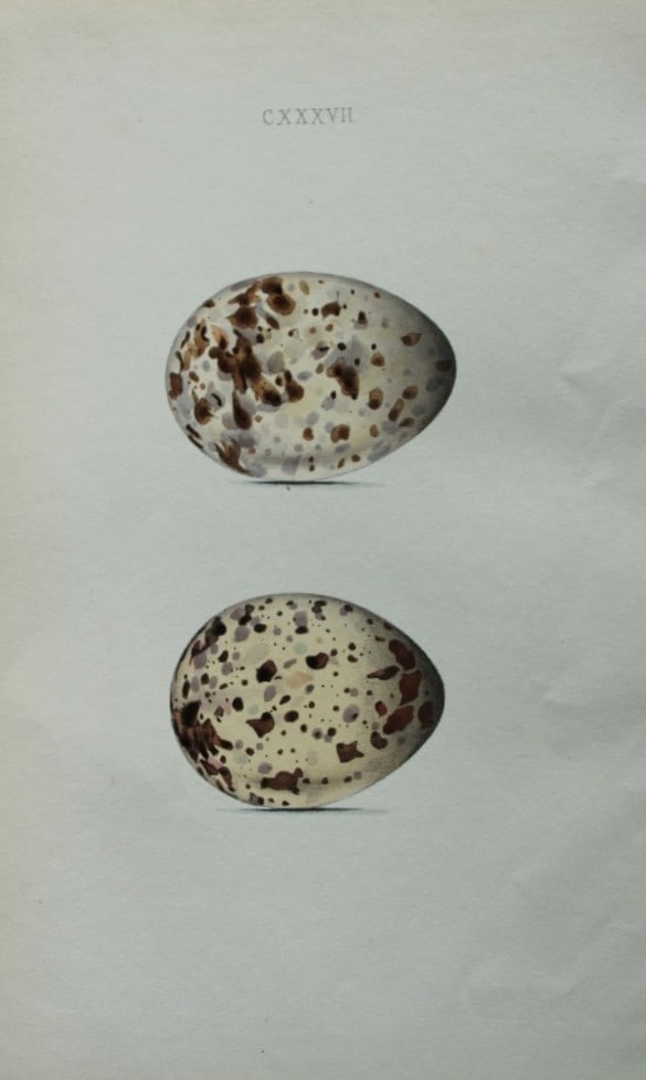 W Hewitson - Hand coloured engraving of Kittiwake eggs 1856: This hand-coloured engraving of bird eggs is from the Coloured Illustrations of the Eggs of British Birds accompanied with descriptions of the Eggs and Nests by William C Hewitson, published by Jan Va
