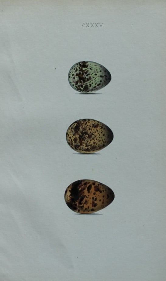 W Hewitson - Hand coloured engraving of Black Tern eggs 1856: This hand-coloured engraving of bird eggs is from the Coloured Illustrations of the Eggs of British Birds accompanied with descriptions of the Eggs and Nests by William C Hewitson, published by Jan Va