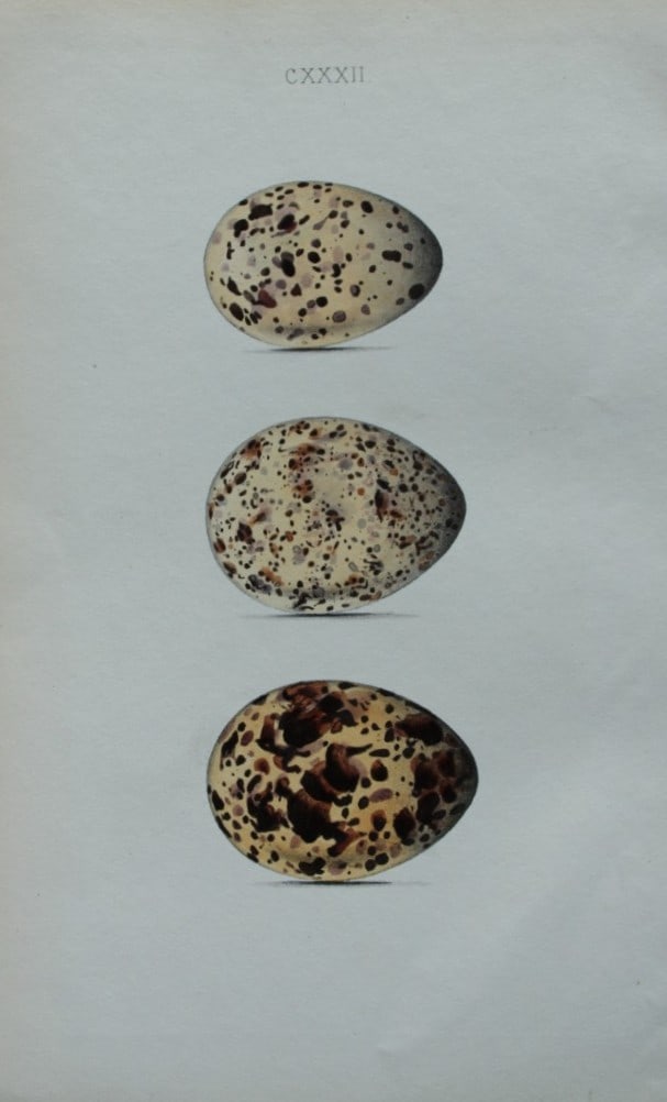 W Hewitson - Hand coloured engraving of Sandwich Tern and Roseate Tern eggs 1856: This hand-coloured engraving of bird eggs is from the Coloured Illustrations of the Eggs of British Birds accompanied with descriptions of the Eggs and Nests by William C Hewitson, published by Jan Va