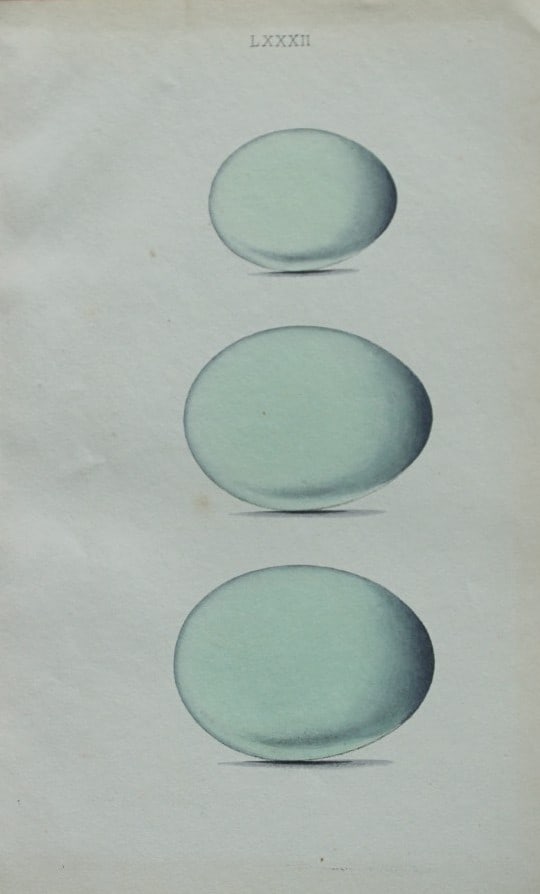 W Hewitson - Hand coloured engraving of Heron, Night Heron & Purple Heron eggs 1856 (1 of 1)