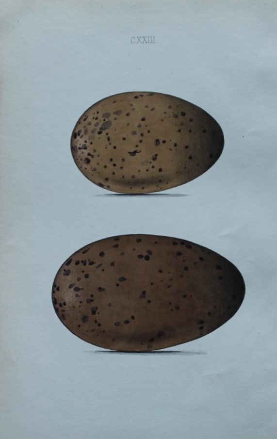 W Hewitson - Hand coloured engraving of Black-throated Diver and Red-throated Diver eggs 1856: This hand-coloured engraving of bird eggs is from the Coloured Illustrations of the Eggs of British Birds accompanied with descriptions of the Eggs and Nests by William C Hewitson, published by Jan Va