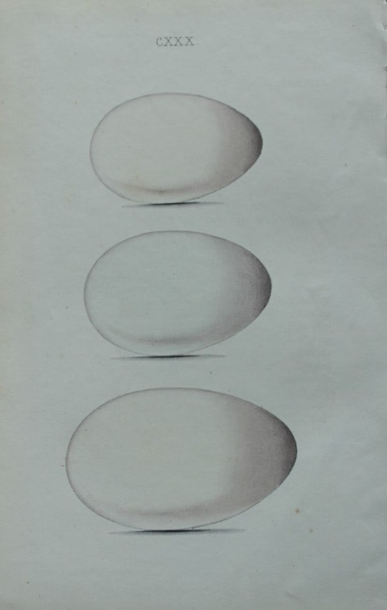 W Hewitson - Hand coloured engraving of Cormorant, Gannet & Shag eggs 1856 (1 of 1)