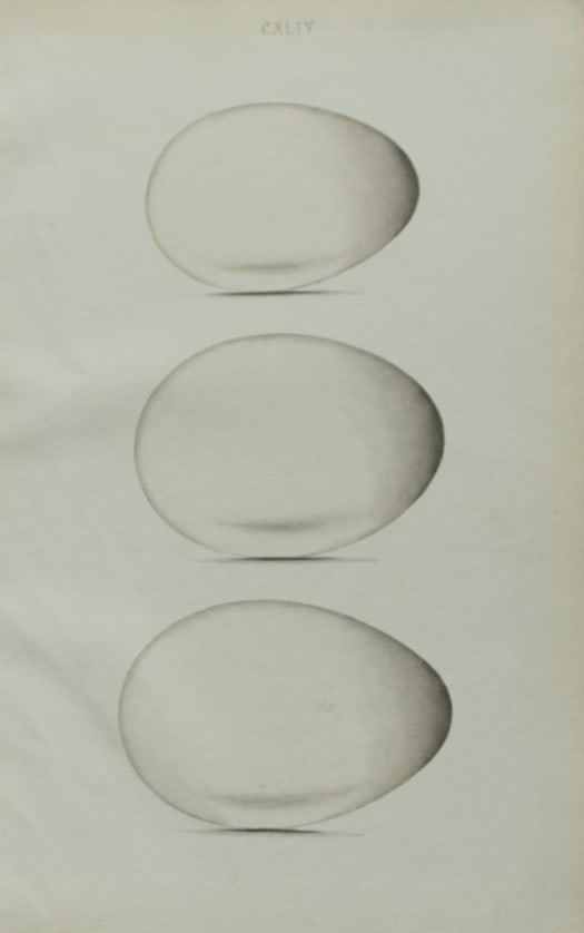 W Hewitson - Hand coloured engraving of Fulmar Petrel, Greater Shearwater & Shearwater Petrel eggs (1 of 1)