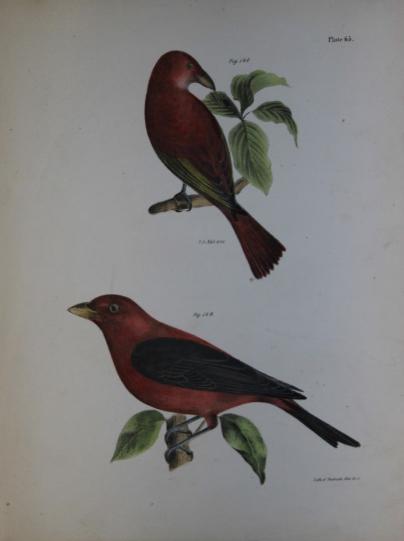 James E DeKay - Plate LXV The Redbird and The Black-winged Redbird 1844 (1 of 1)