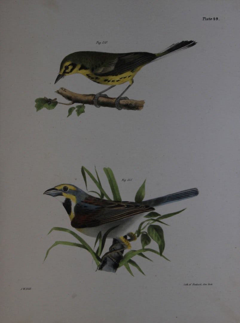James E DeKay - Plate XLIX The Prairie Warbler and The Black-throated Bunting 1844 (1 of 1)